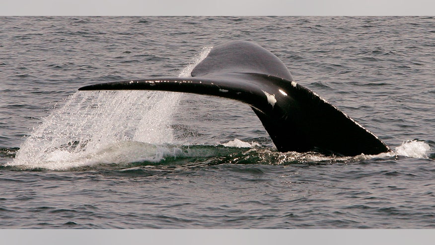 Whale Saving App_Pata.jpg